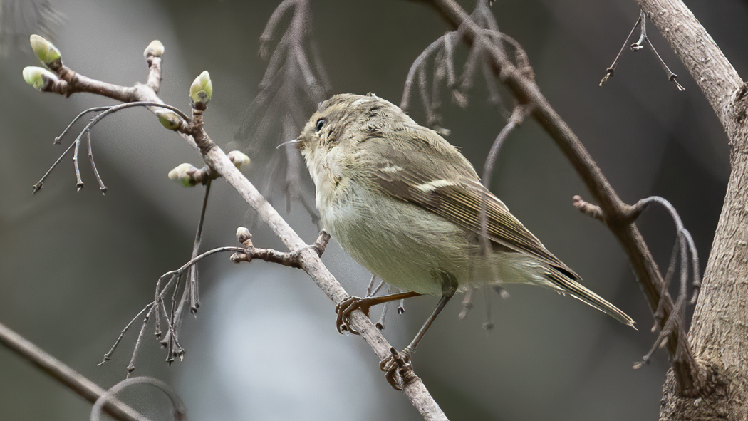 Hume's Warbler